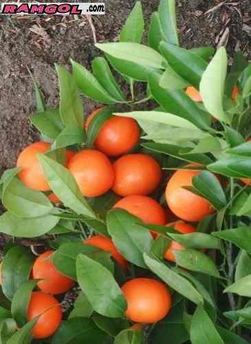 فروش نهال درخت میوه نارنگی پیج